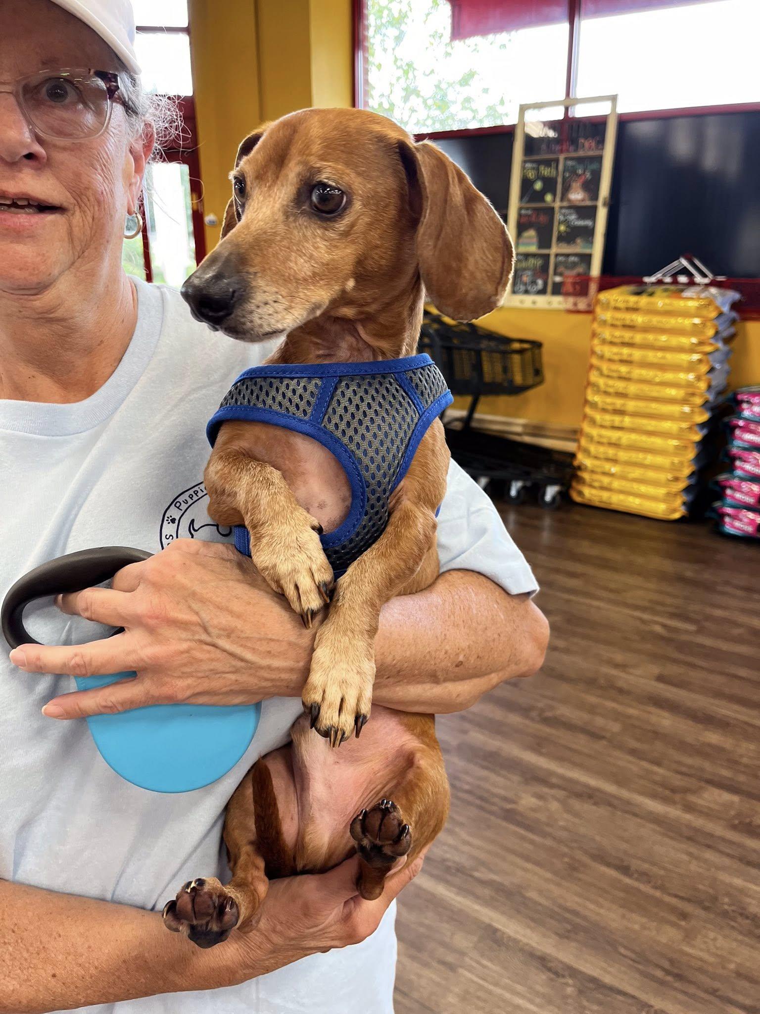 Yoda - Adopted!, Adopted, Adult Male Dachshund.