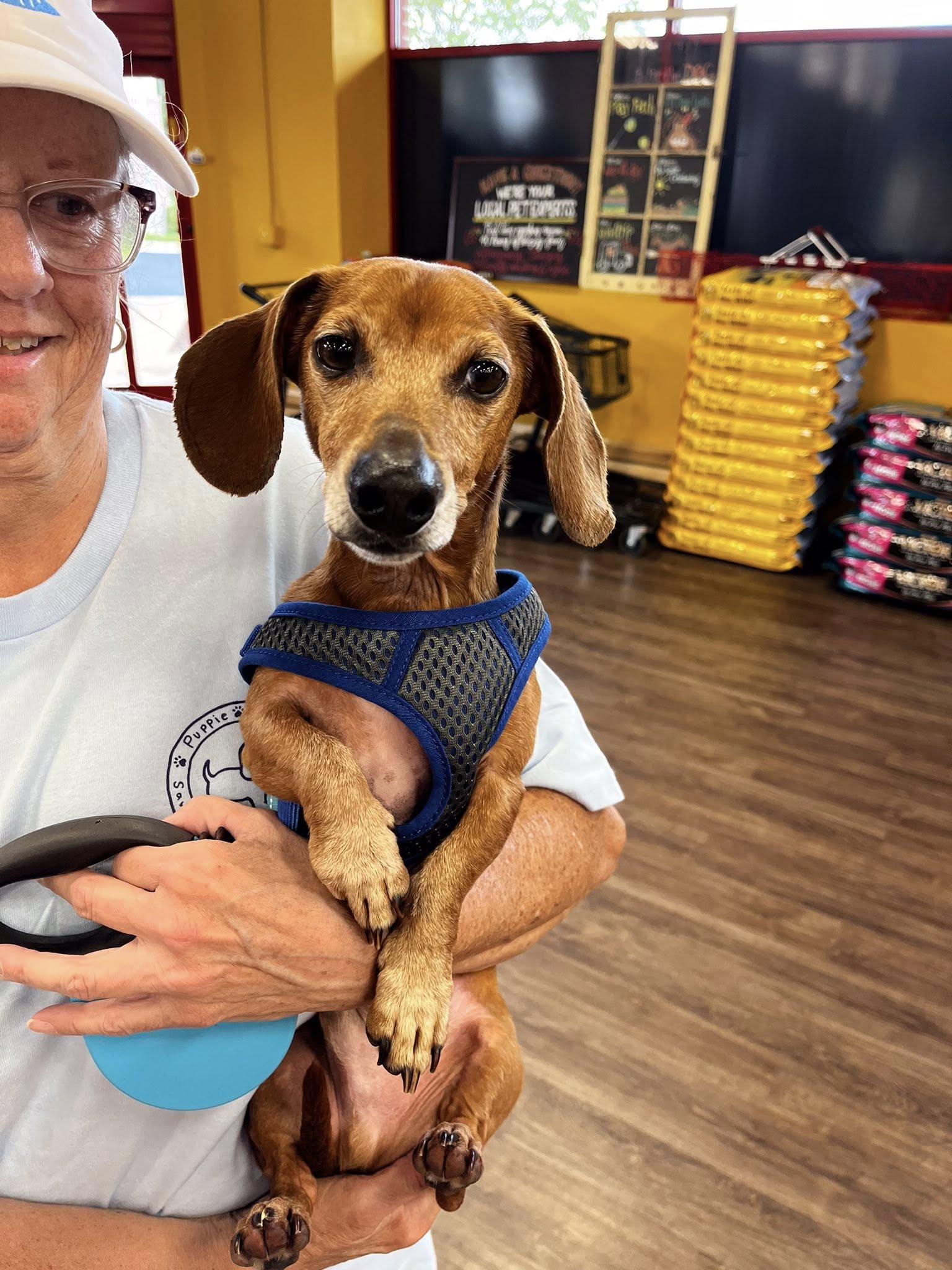 Yoda - Adopted!, a Adopted mixed breed in Olive Branch, MS image 2/3