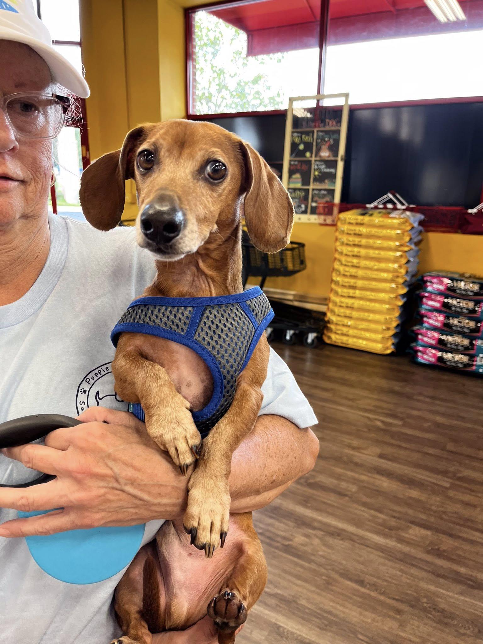 Yoda - Adopted!, a Adopted mixed breed in Olive Branch, MS image 3/3