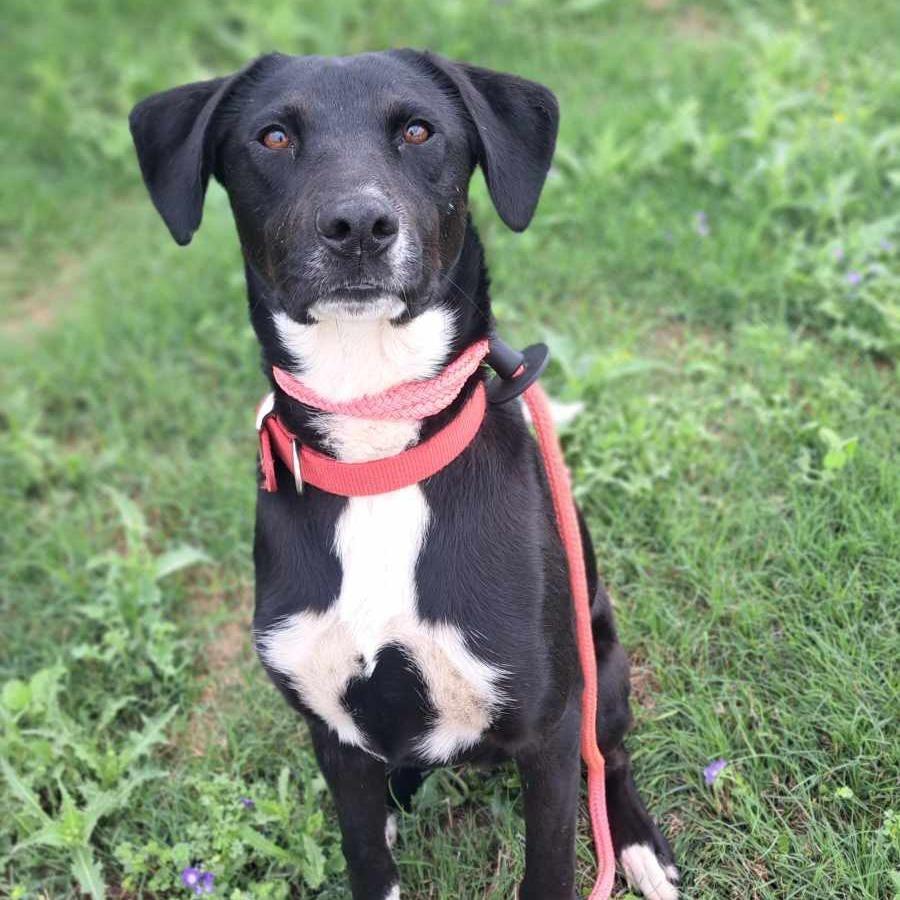 Dunn, Adoptable, Adult Male Mixed Breed.