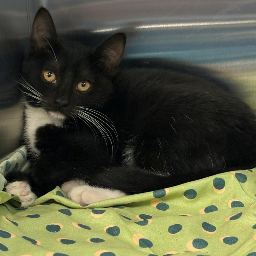 Daniella, Adoptable, Kitten Female Domestic Short Hair.