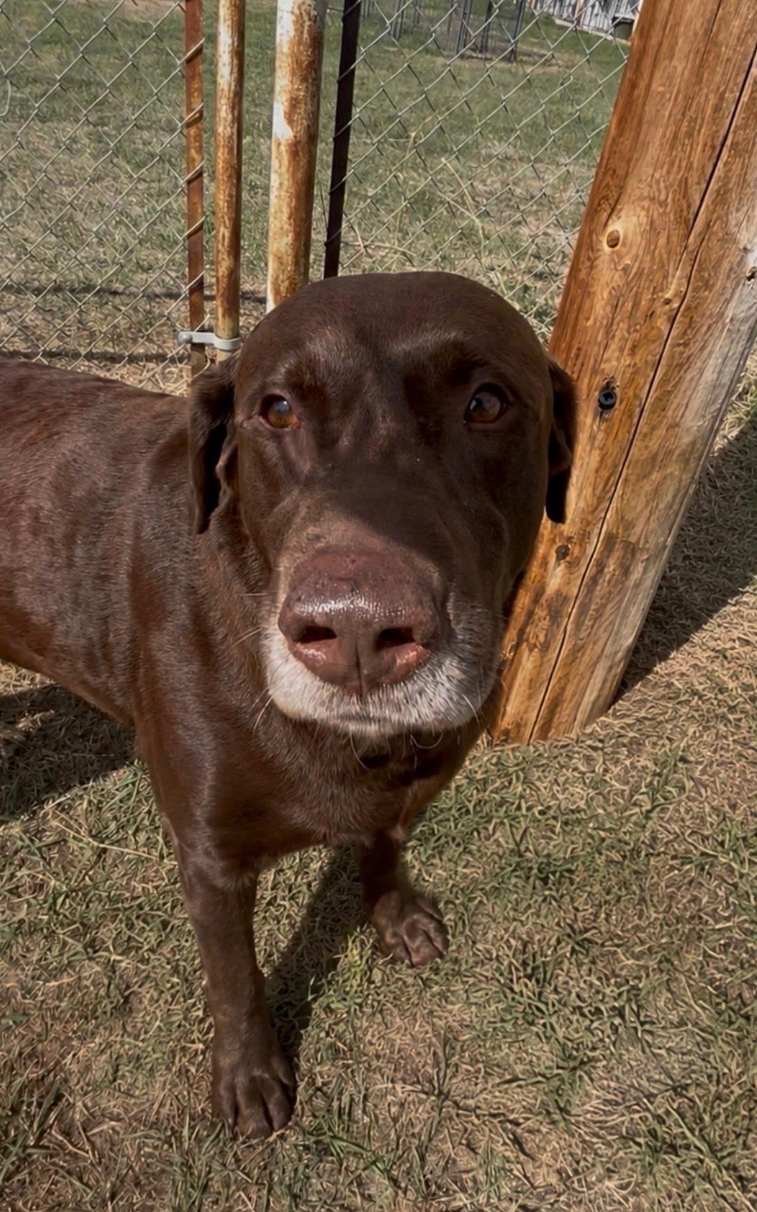Enlarge Kairo, a ADOPTABLE mixed breed in wetaskiwin, AB image 1/1