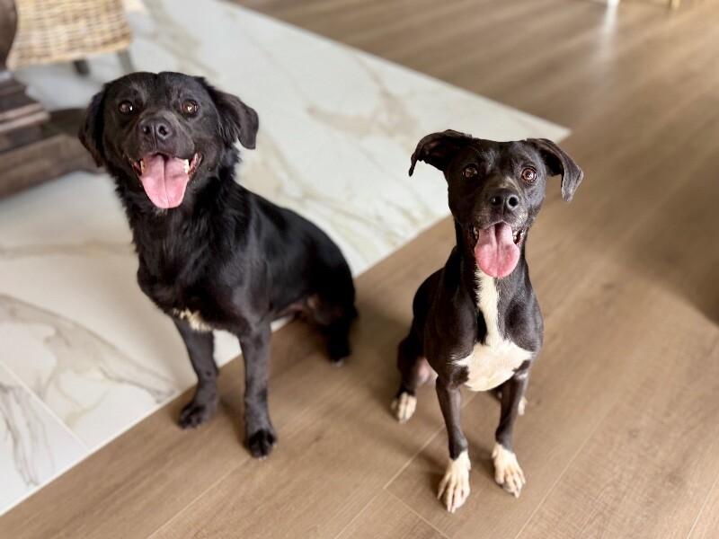 Enlarge Fig Fern Sprout Forever Pup, a Adoptable mixed breed in Friendswood, TX image 5/6