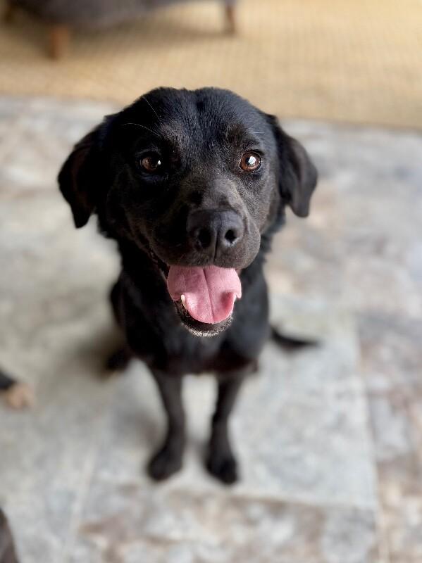 Enlarge Fig Fern Sprout Forever Pup, a Adoptable mixed breed in Friendswood, TX image 1/6