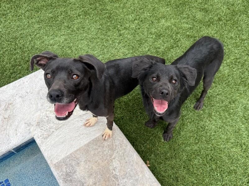 Enlarge Fig Fern Sprout Forever Pup, a Adoptable mixed breed in Friendswood, TX image 4/6