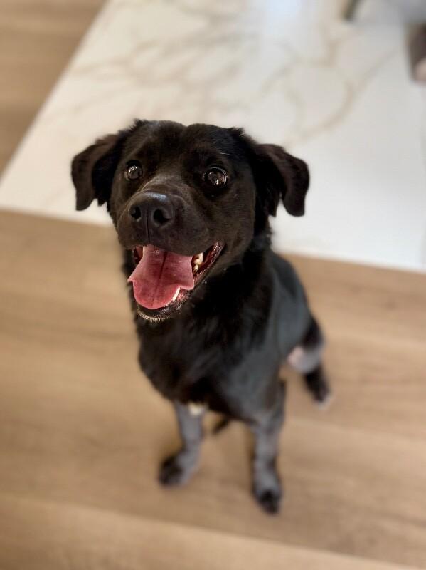 Enlarge Fig Fern Sprout Forever Pup, a Adoptable mixed breed in Friendswood, TX image 6/6