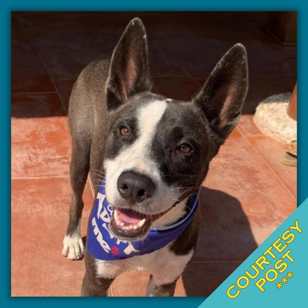 Enlarge Otis (CP), a Adoptable mixed breed in San Diego, CA image 1/6