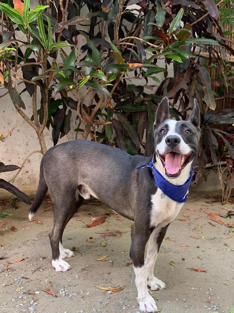 Enlarge Otis (CP), a Adoptable mixed breed in San Diego, CA image 2/6