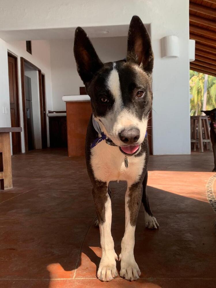 Enlarge Otis (CP), a Adoptable mixed breed in San Diego, CA image 3/6