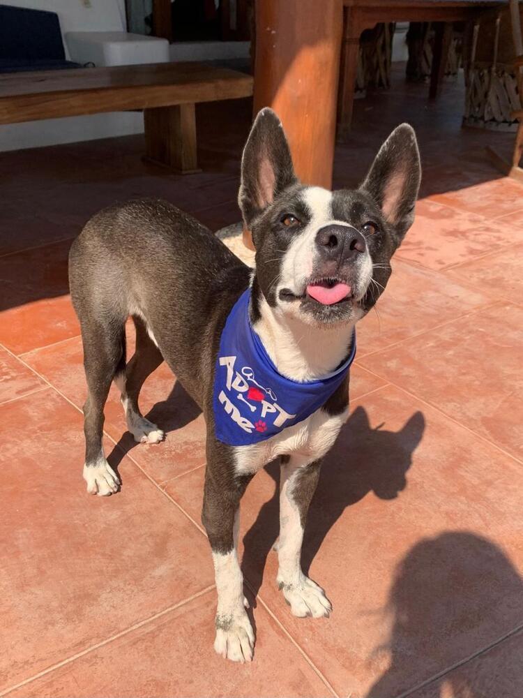 Enlarge Otis (CP), a Adoptable mixed breed in San Diego, CA image 4/6