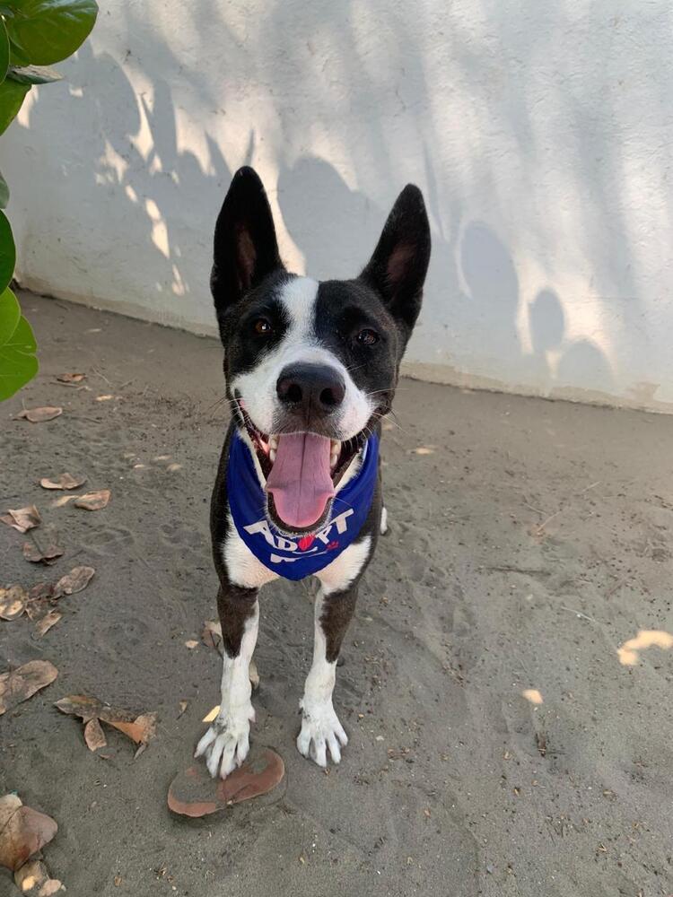 Enlarge Otis (CP), a Adoptable mixed breed in San Diego, CA image 5/6