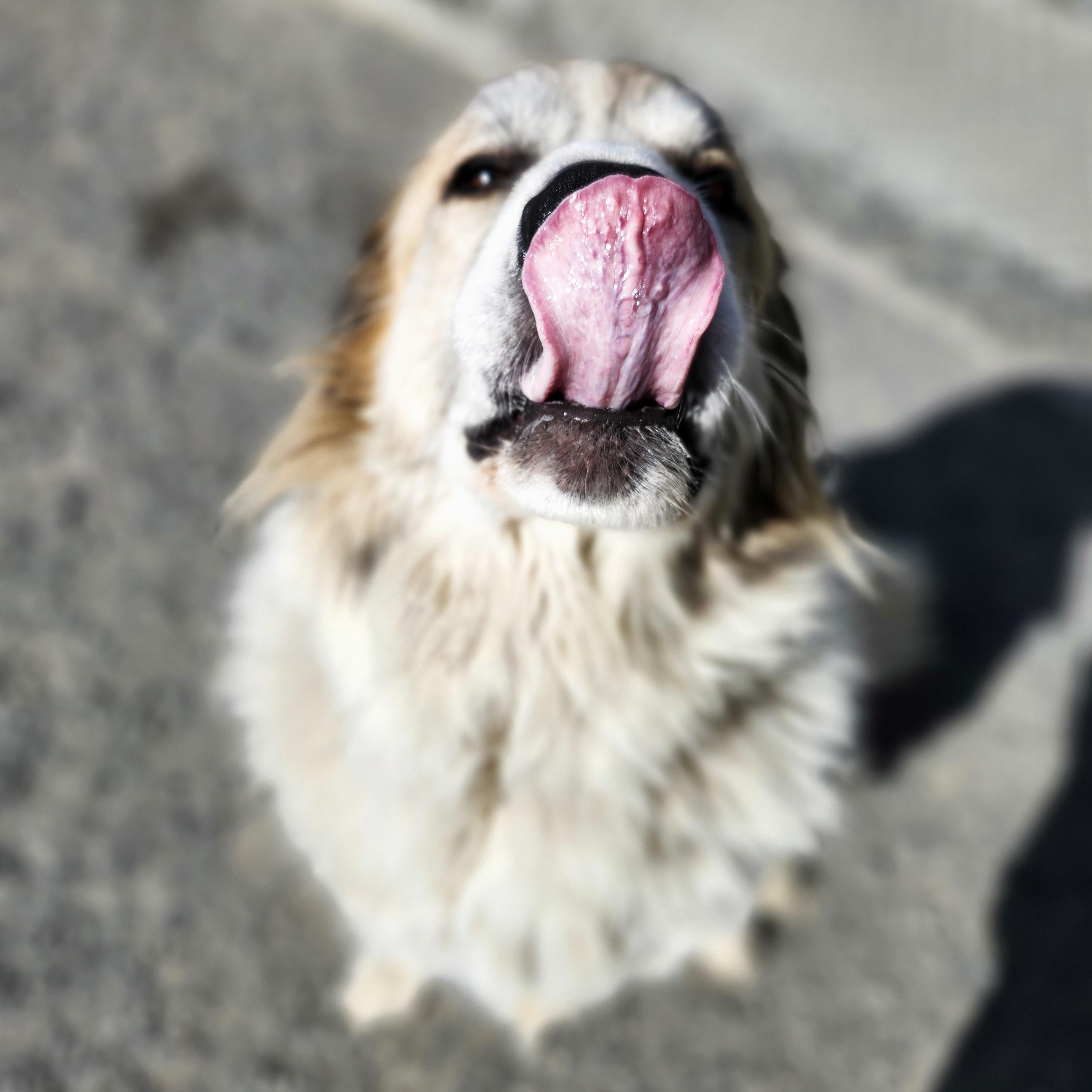Lenora, an adoptable Mixed Breed in Bellingham, WA, 98226 | Photo Image 3