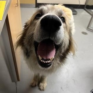 Lenora, an adoptable Mixed Breed in Bellingham, WA, 98226 | Photo Image 4