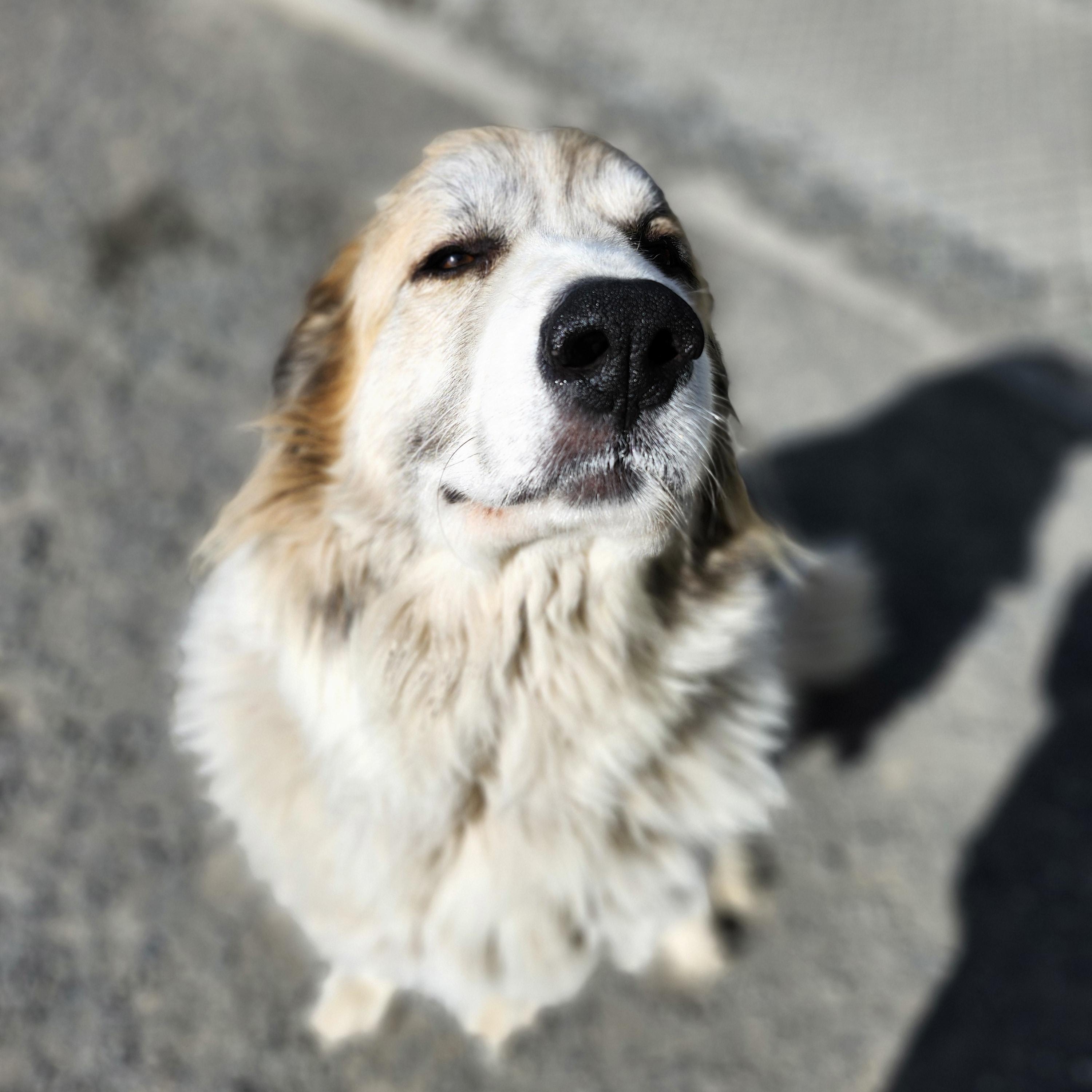 Lenora, an adoptable Mixed Breed in Bellingham, WA, 98226 | Photo Image 2