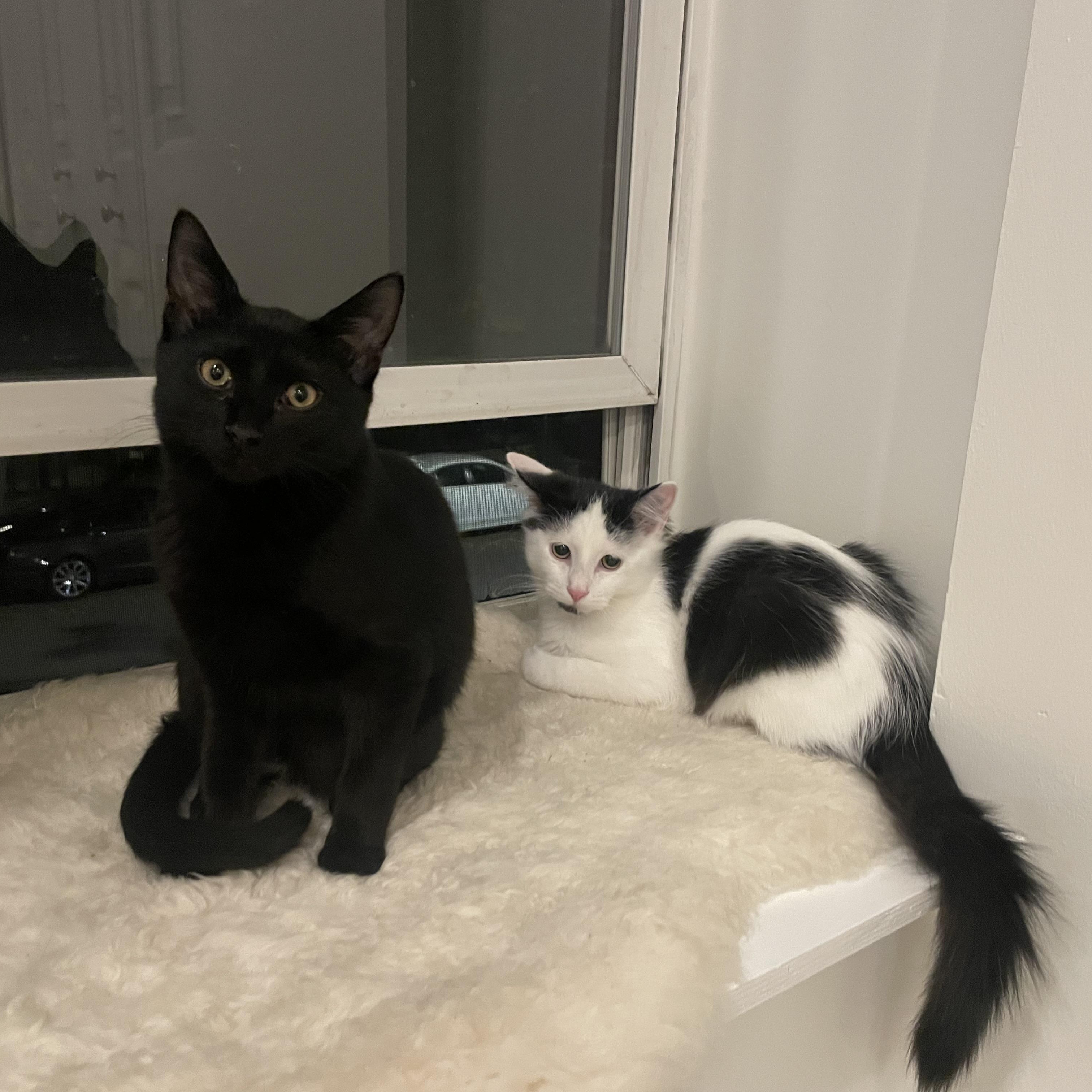 Enlarge Bruce, a Adoptable Domestic Short Hair in Chicago, IL image 5/6