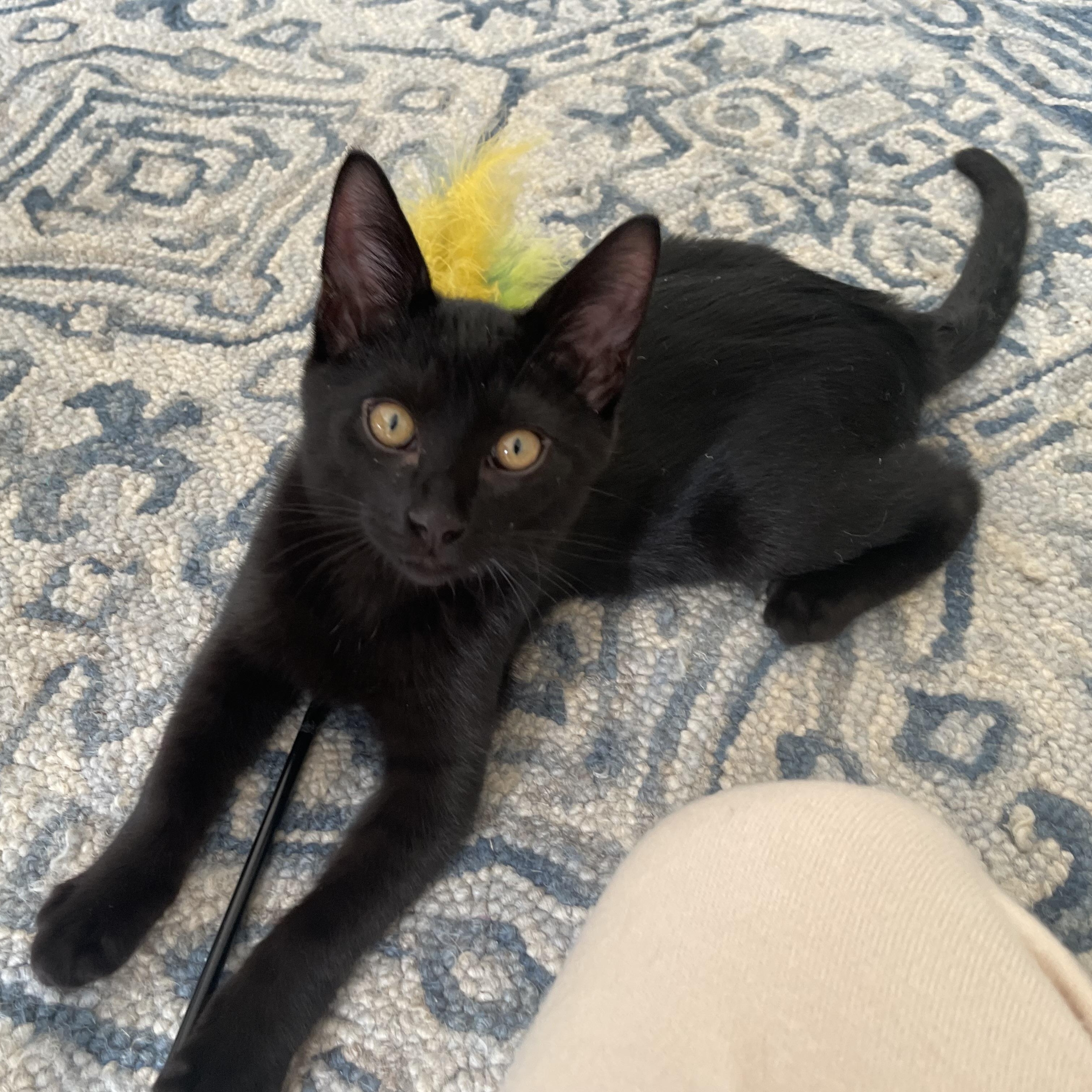 Enlarge Bruce, a Adoptable Domestic Short Hair in Chicago, IL image 2/6