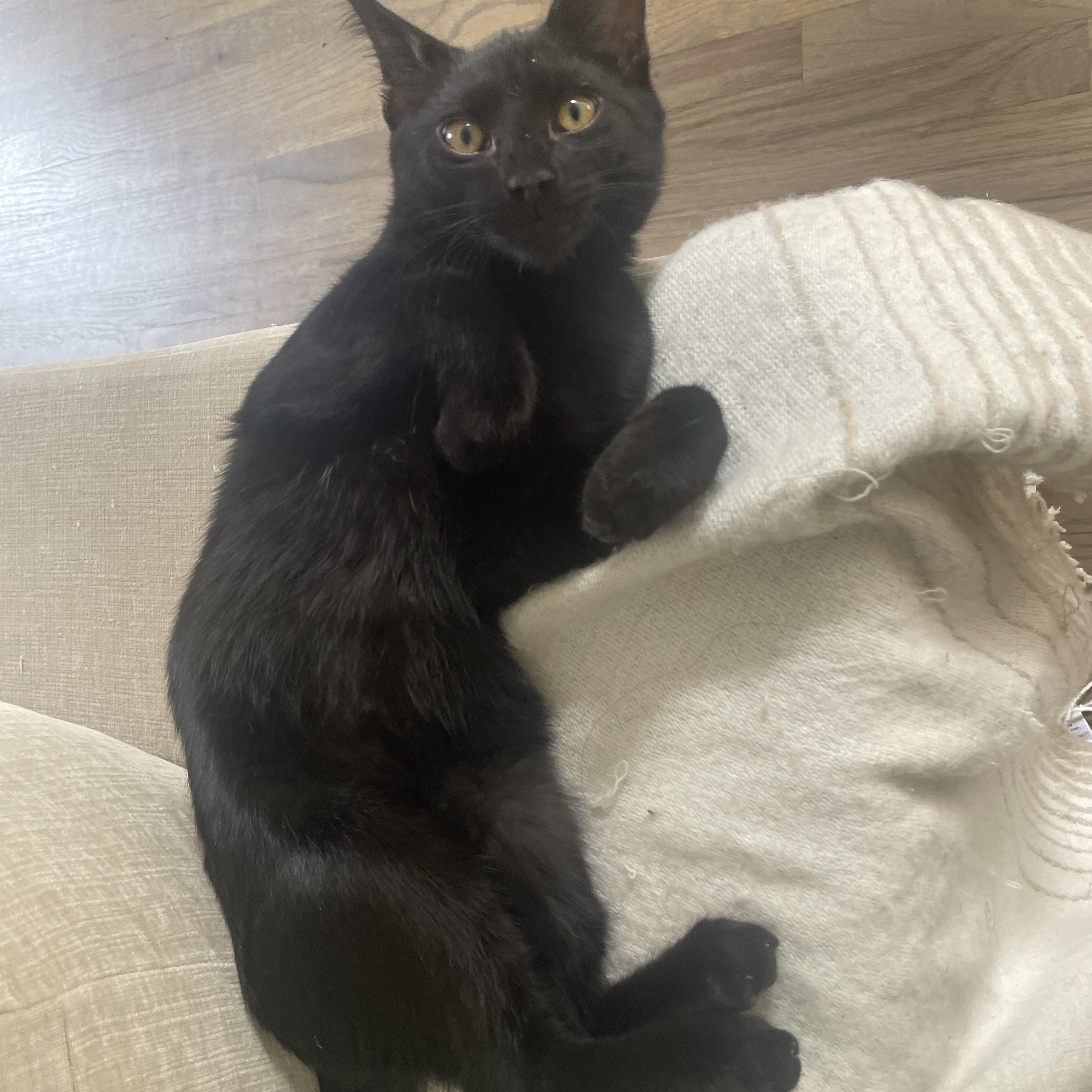 Enlarge Bruce, a Adoptable Domestic Short Hair in Chicago, IL image 3/6