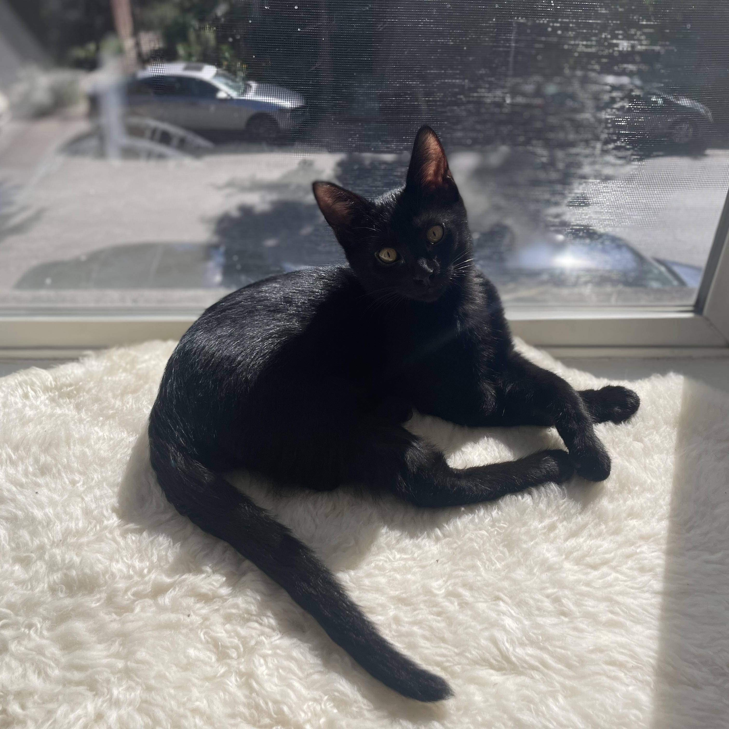 Enlarge Bruce, a Adoptable Domestic Short Hair in Chicago, IL image 1/6