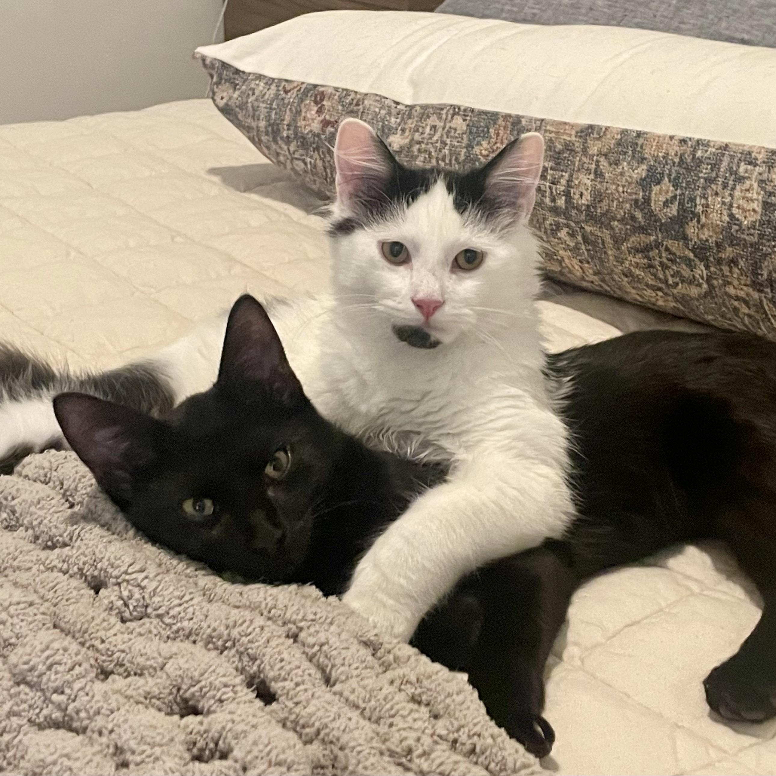 Enlarge Bruce, a Adoptable Domestic Short Hair in Chicago, IL image 4/6