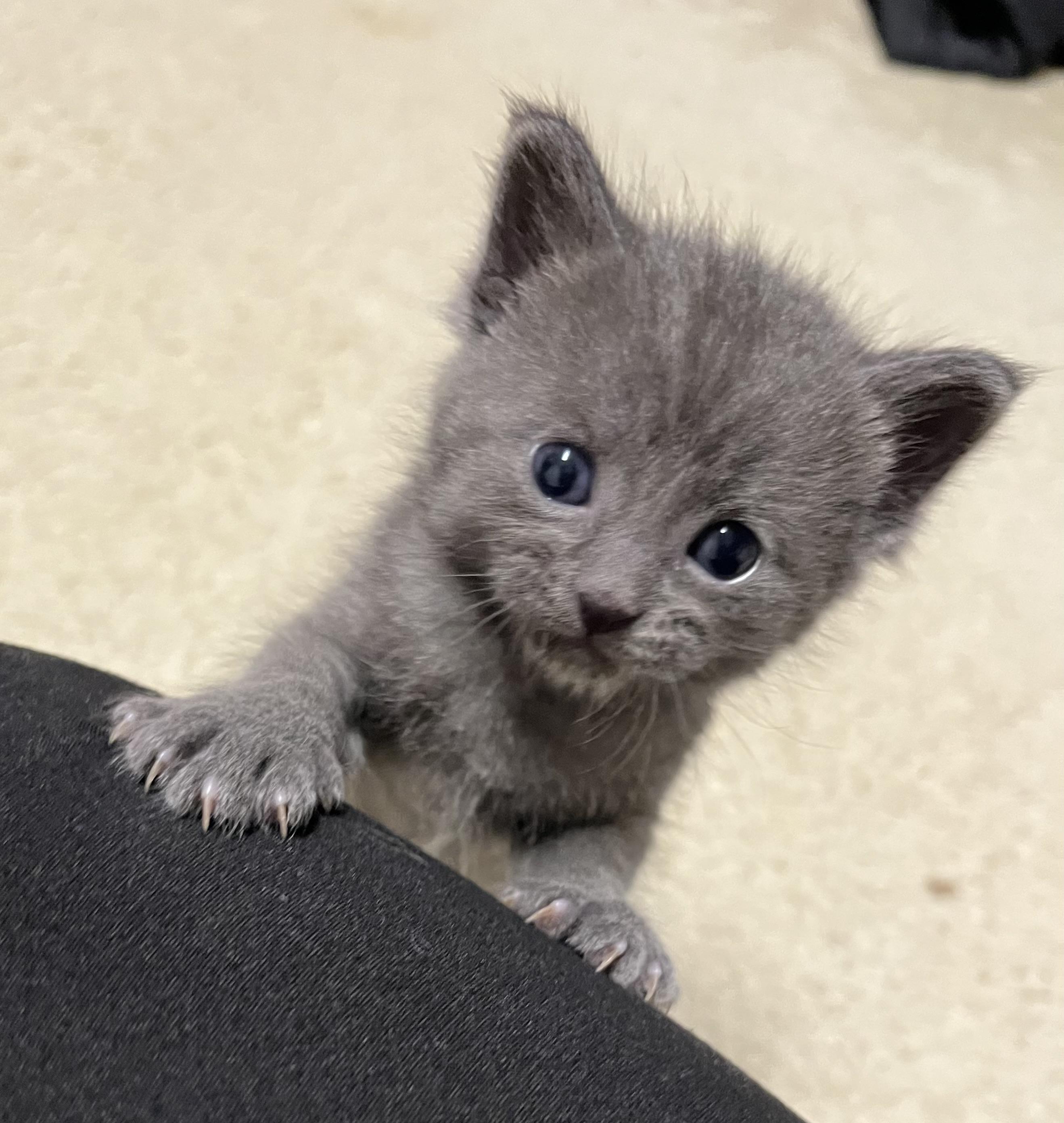 Enlarge Onyx, an adoptable Domestic Short Hair in Greensboro, NC image 3/3