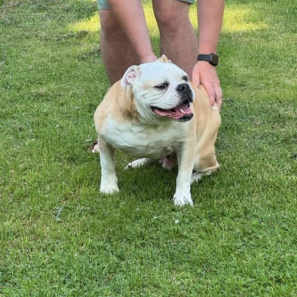 Gus