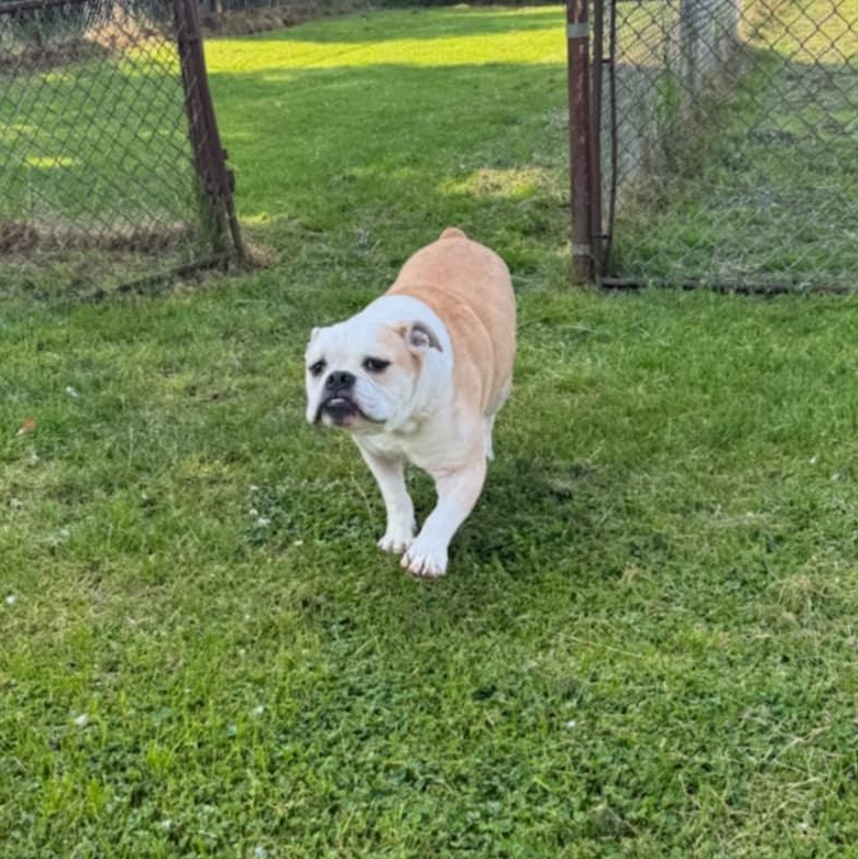 Gus