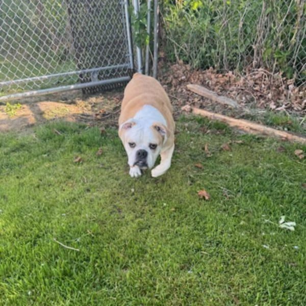 Gus