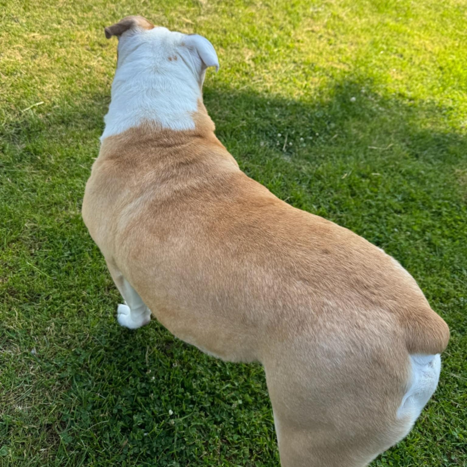 Gus
