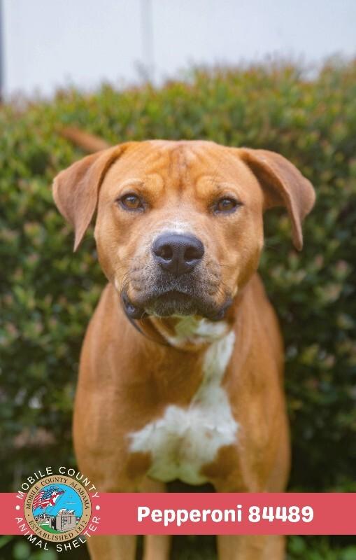 Pepperoni, Adoptable, Adult Male Mastiff.