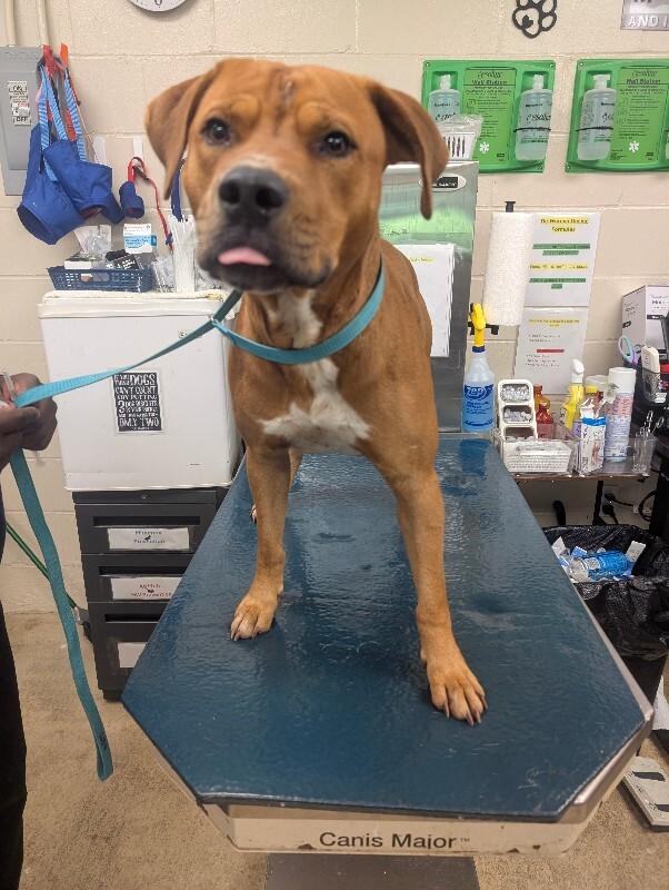 Enlarge Pepperoni, a Adoptable Mastiff in Mobile, AL image 2/3