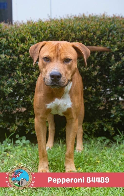 Enlarge Pepperoni, a Adoptable Mastiff in Mobile, AL image 3/3