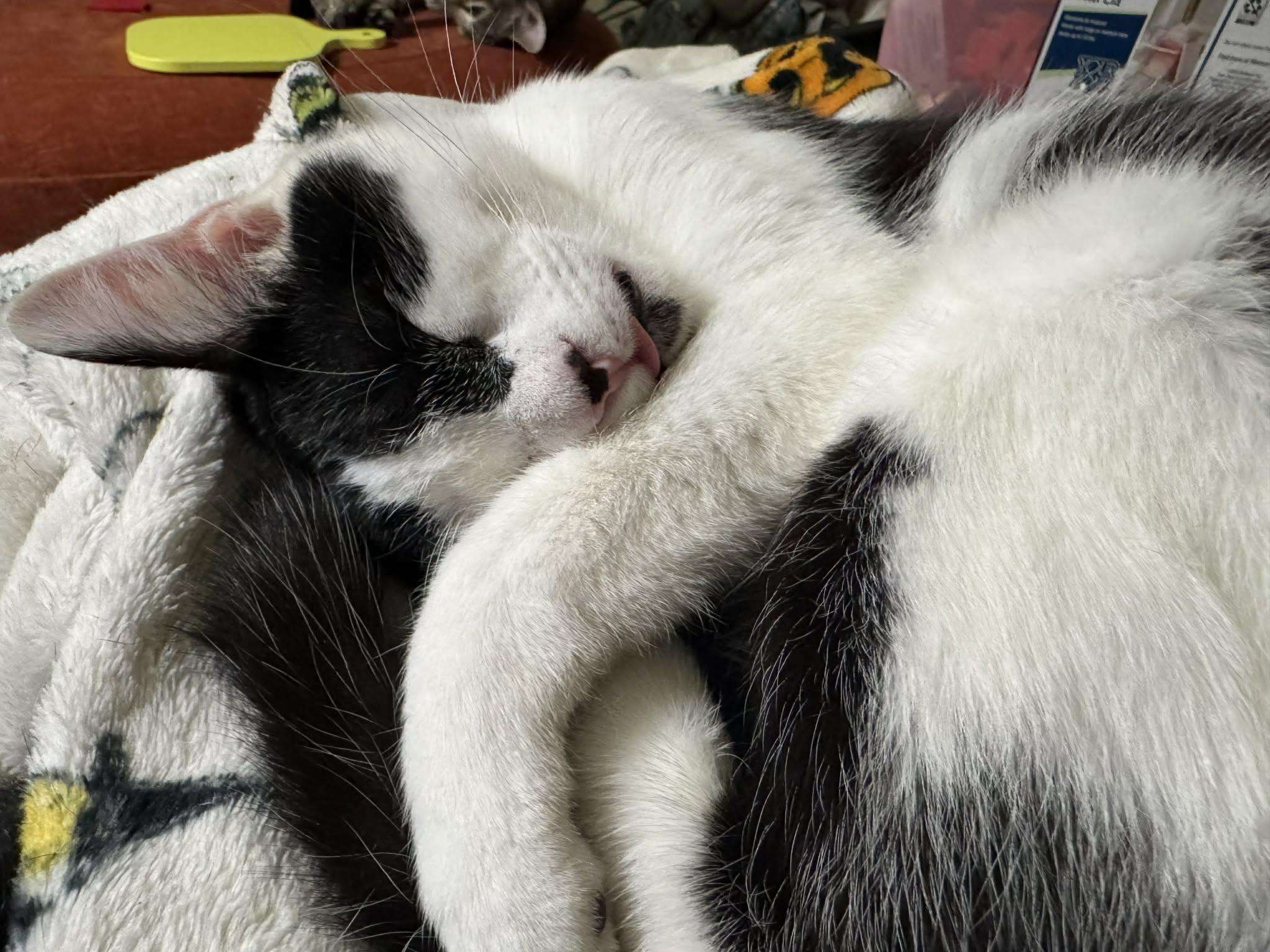 Enlarge Link, an adopted Domestic Short Hair in Campbellsville, KY image 5/5