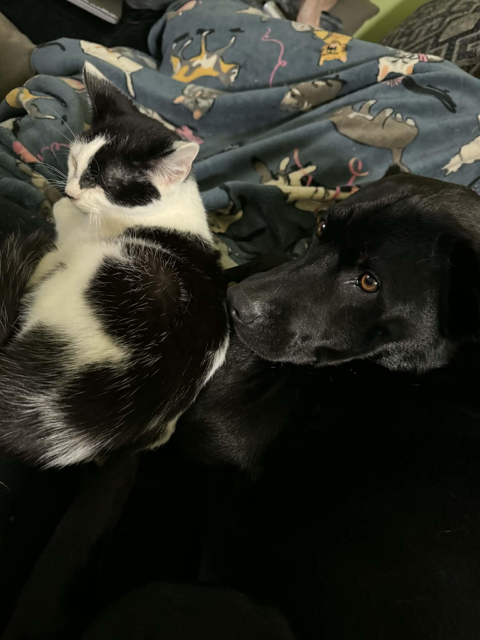 Enlarge Link, an adopted Domestic Short Hair in Campbellsville, KY image 3/5