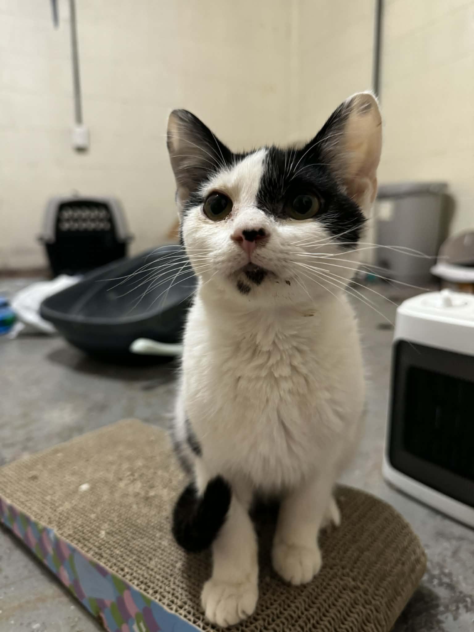 Enlarge Link, an adopted Domestic Short Hair in Campbellsville, KY image 1/5