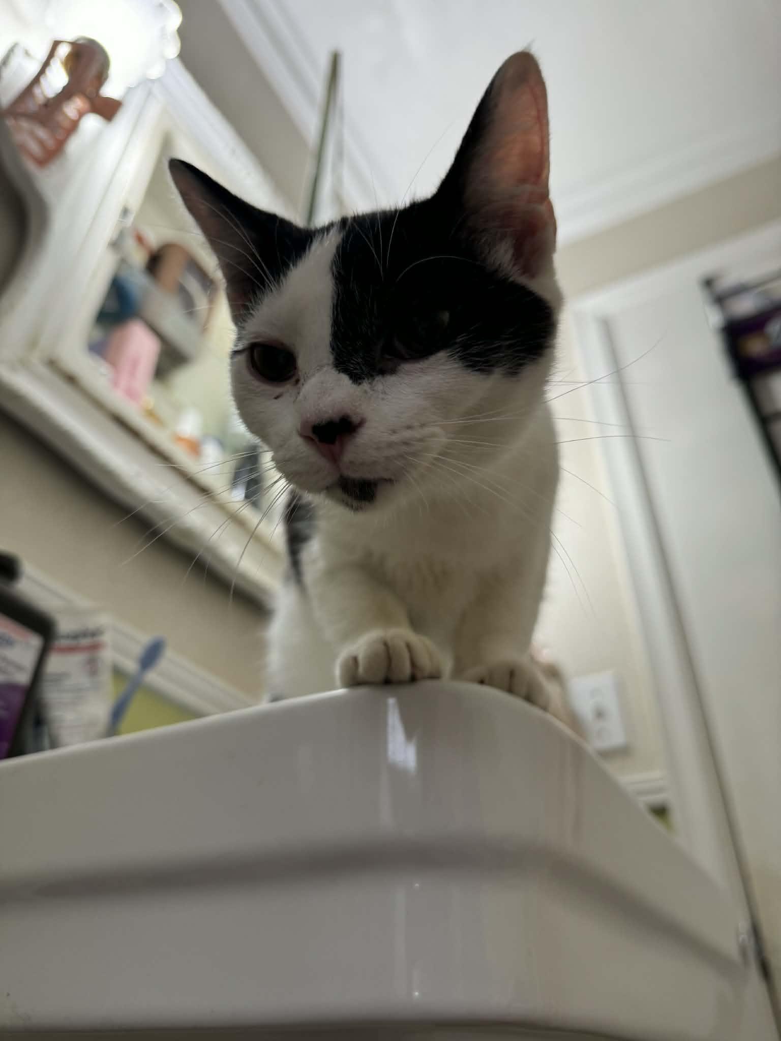 Enlarge Link, an adopted Domestic Short Hair in Campbellsville, KY image 2/5