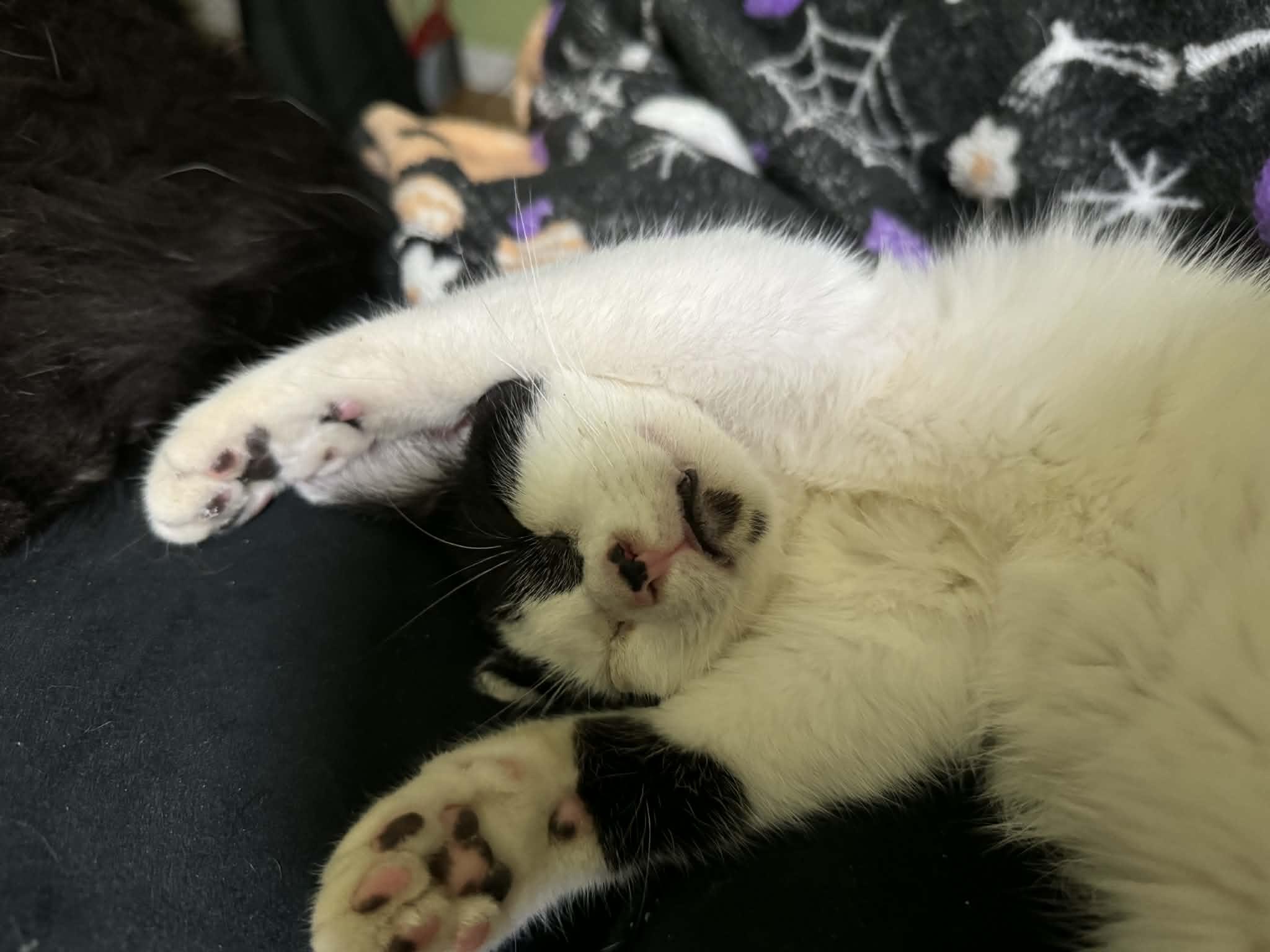 Enlarge Link, an adopted Domestic Short Hair in Campbellsville, KY image 4/5