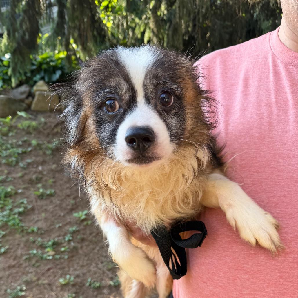 Yeti, adoptable, Adult Male Pekingese.