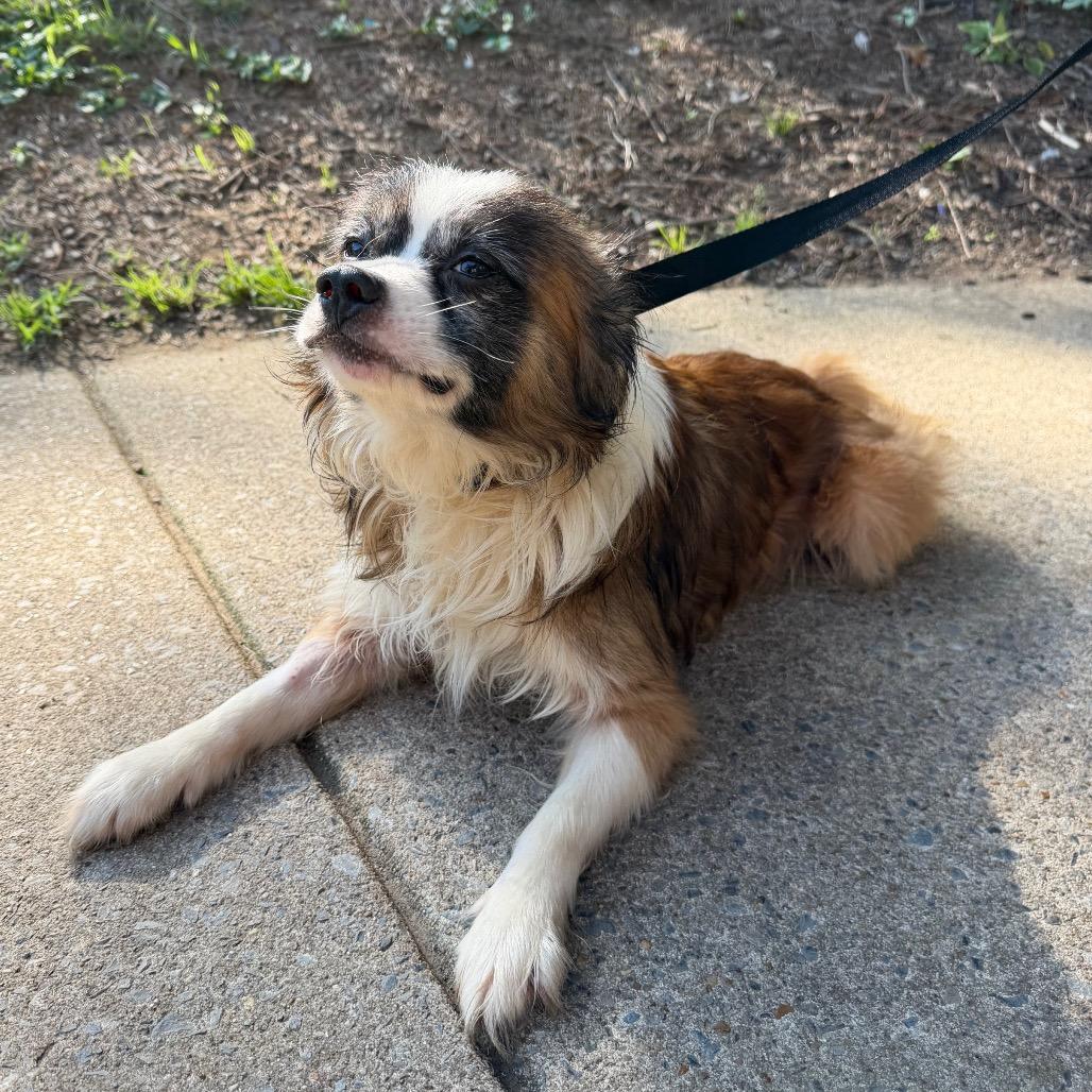 Enlarge Yeti, an adoptable mixed breed in Chester Springs, PA image 4/5