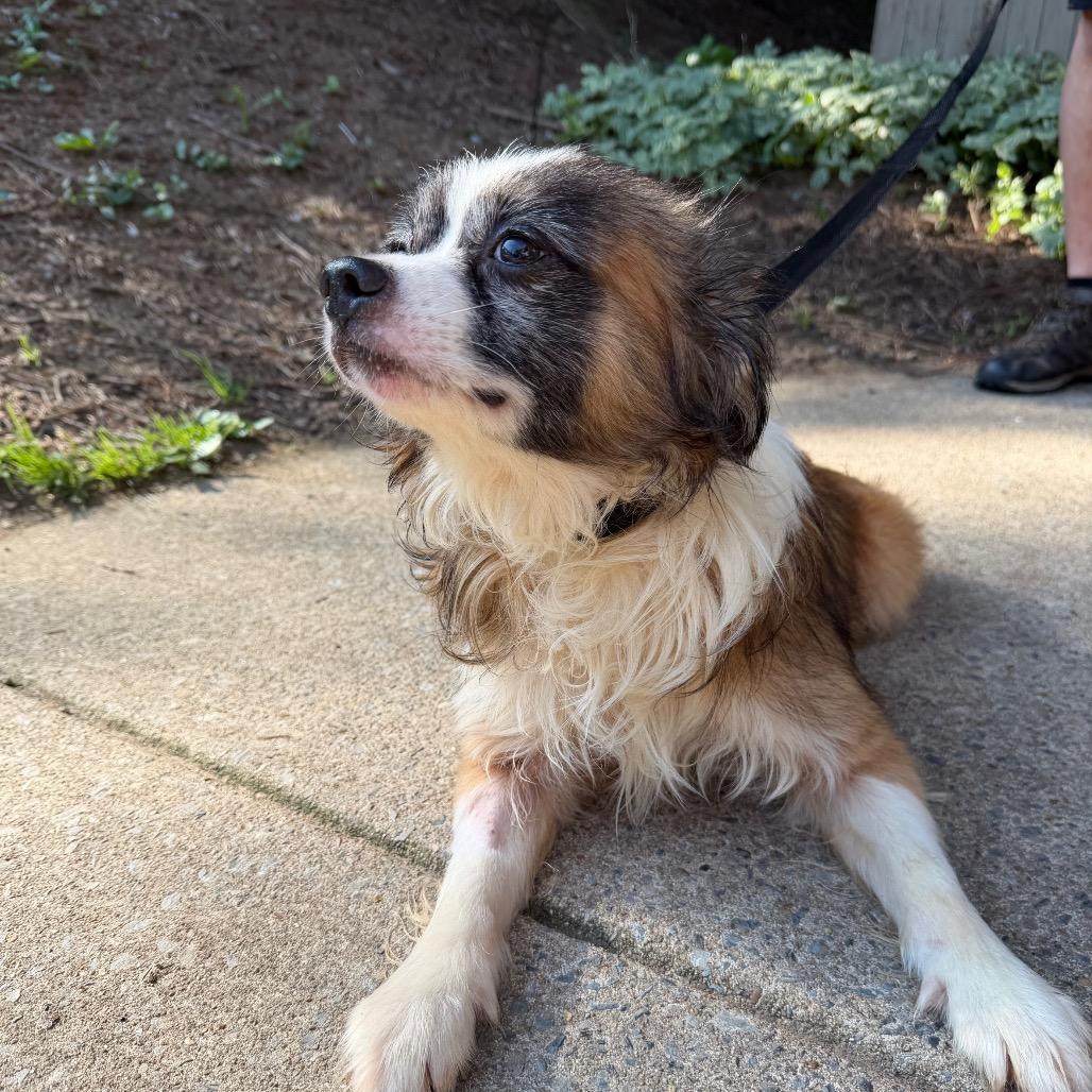 Enlarge Yeti, an adoptable mixed breed in Chester Springs, PA image 3/5