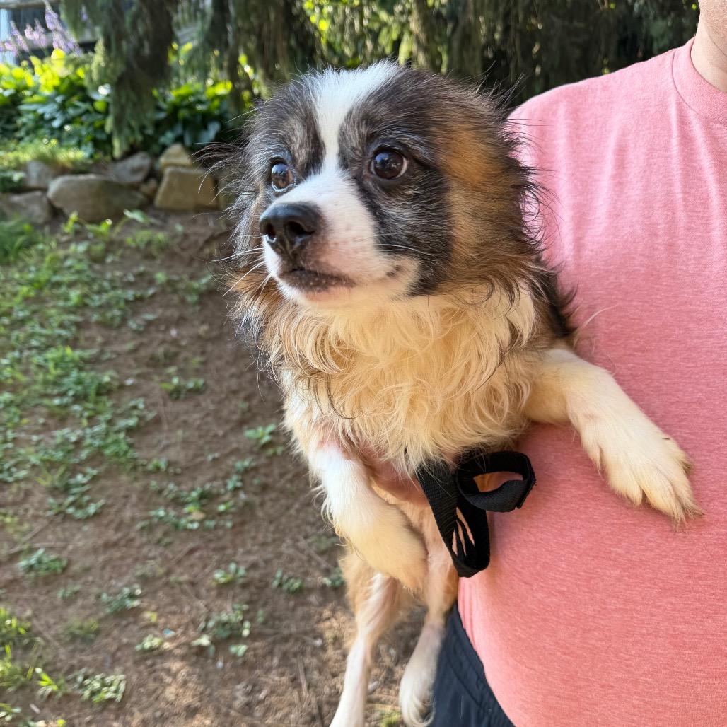 Enlarge Yeti, an adoptable mixed breed in Chester Springs, PA image 2/5