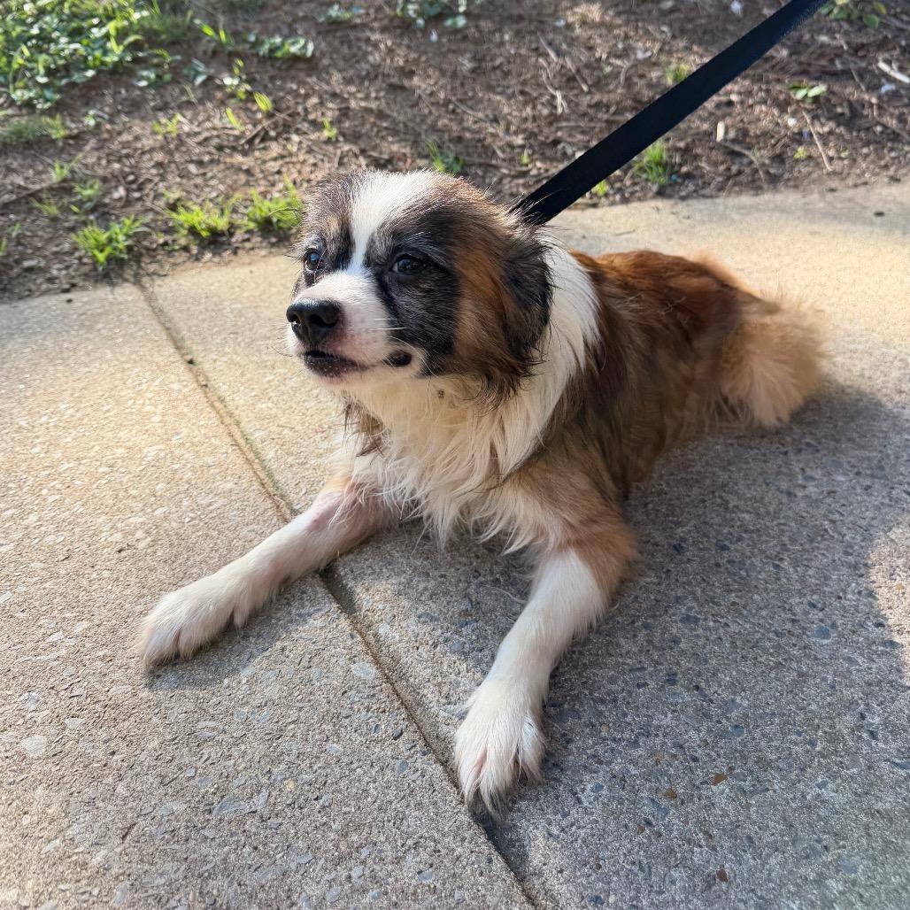 Enlarge Yeti, an adoptable mixed breed in Chester Springs, PA image 5/5