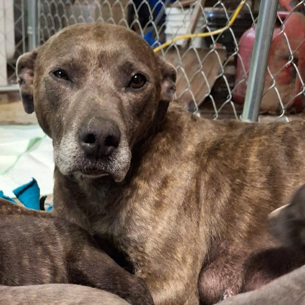 Toni, a Adoptable mixed breed in Sulphur, KY image 1/6