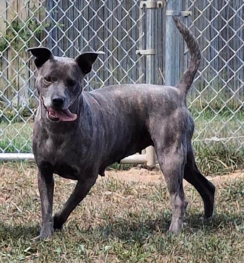 Enlarge Toni, a Adoptable mixed breed in Sulphur, KY image 2/5