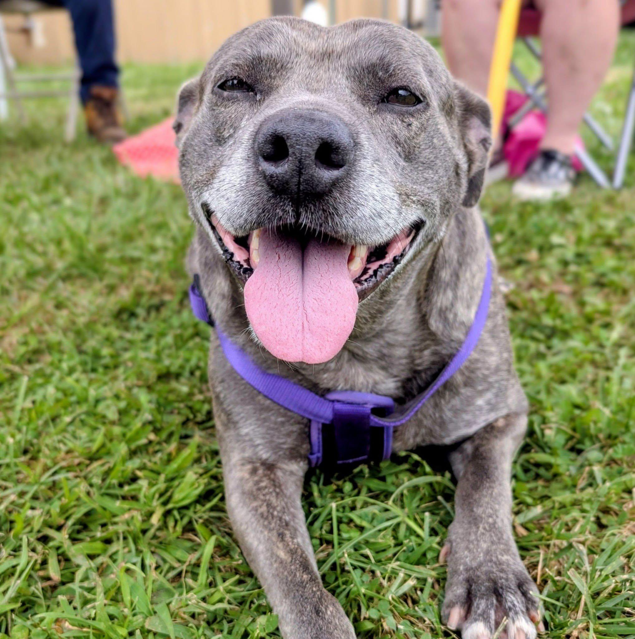 Enlarge Toni, an adoptable mixed breed in Sulphur, KY image 1/6