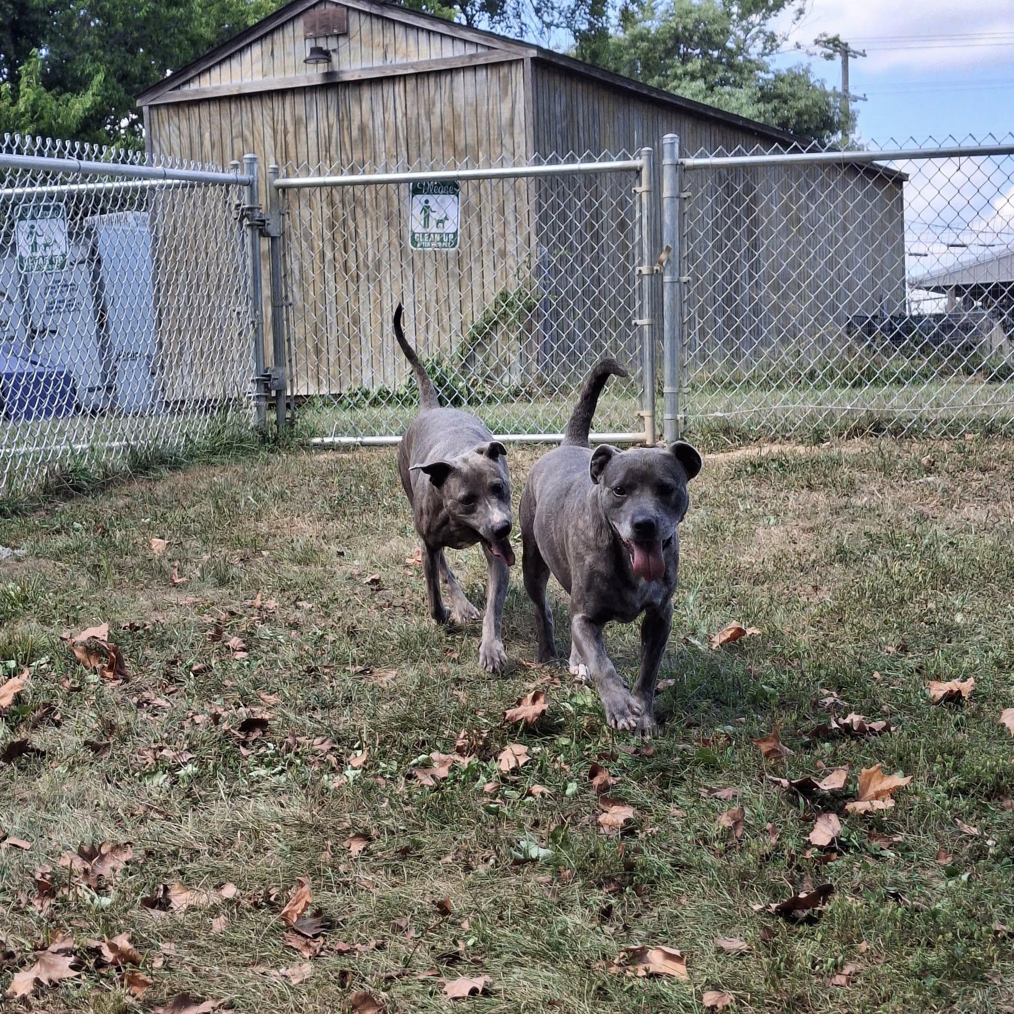 Enlarge Toni, a Adoptable mixed breed in Sulphur, KY image 3/5
