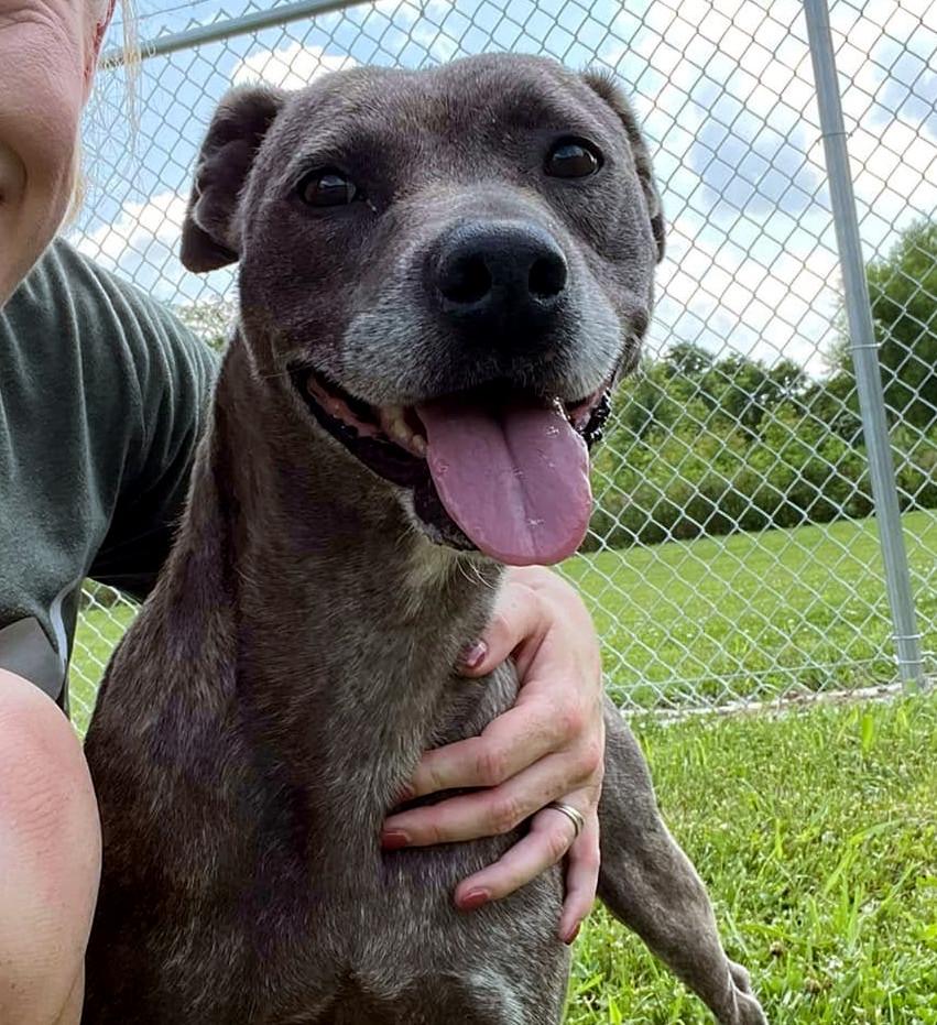 Enlarge Toni, a Adoptable mixed breed in Sulphur, KY image 4/5