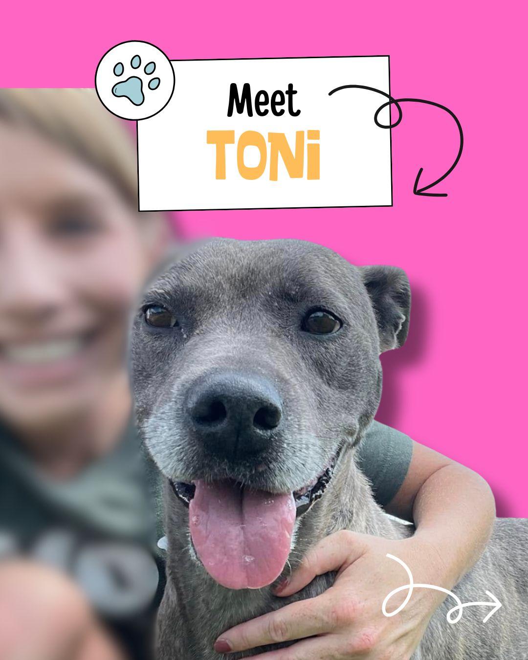 Toni, Adoptable, Young Female Catahoula Leopard Dog & Weimaraner.