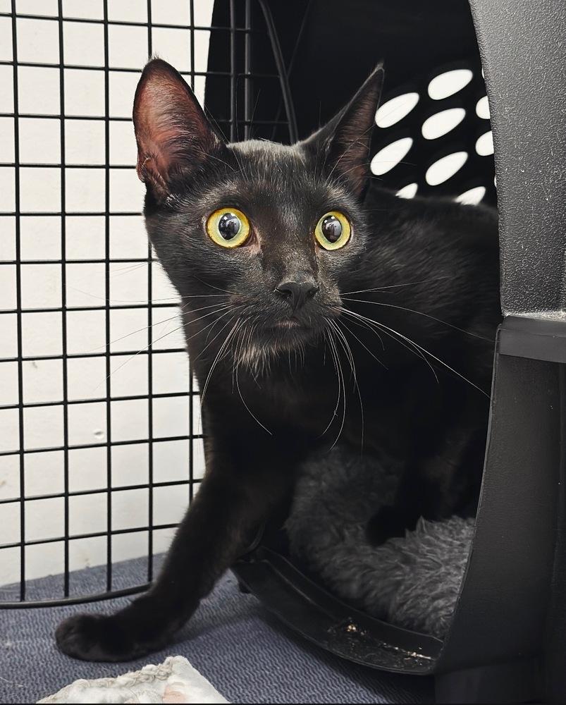 Persephone, Adoptable, Young Female Domestic Short Hair.