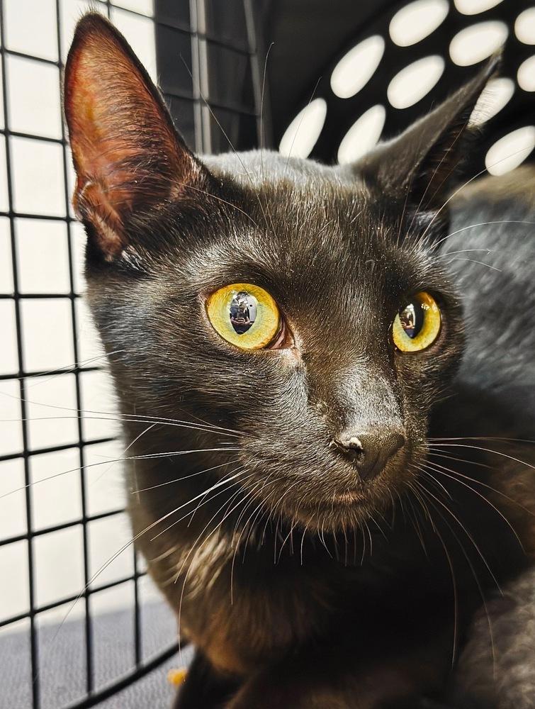 Enlarge Persephone, a Adoptable mixed breed in Deland, FL image 2/4