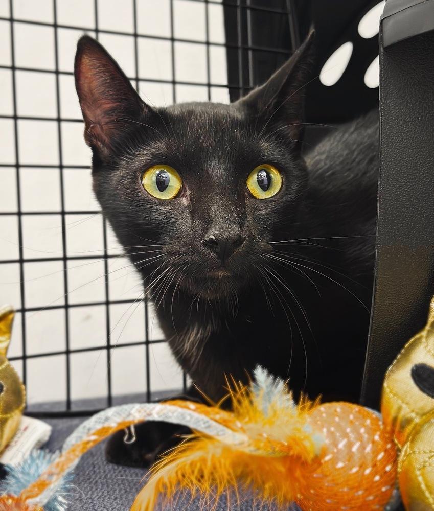 Enlarge Persephone, a Adoptable mixed breed in Deland, FL image 3/4
